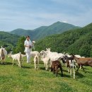 숲속산양목장 이미지