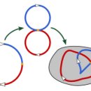 호모 토피군 1 이미지