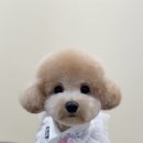 그루밍애견미용 이미지