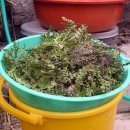 고향에봄 이미지