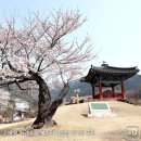 창녕 현감비군 이미지