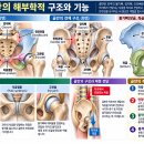 골반 전방회전과 후방회전, 근육에너지기법(MET)으로 어떻게 접근할까요? 골반 비대칭과 수기치료 이미지