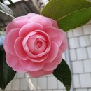 디엠떠블류 | 미리메리 오픈이벤트 대전네일샵 둔산동피부관리실 둔산동핫플 갈마동네일샵 대전속눈썹펌 대전속눈썹펌...
