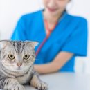 나을동물병원 이미지