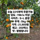 남원읍-104 | 부모님 입맛 기준 통과한 인터넷 귤 후기, 선물용으로도 추천하는 이유