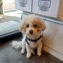 큐티애견 | 의정부 애견미용 비숑미용 큐티댕댕 푸숑 훈이 6mm 클리핑 곰돌이컷 후기