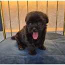 이편한도그 이미지