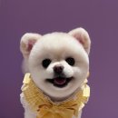 댕댕이의 품격 이미지