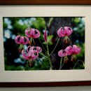 들꽃사랑 이미지