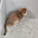 네꼬모리 | 네꼬모리 두부국시 나노입자 무향 고양이모래 내돈내산 후기｜먼지·응고력 솔직 리뷰
