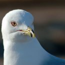 갈매기 이미지