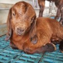 수한농장 이미지