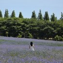 청해목장 | 이번주말 대전근교 가볼만한곳｜6월 꽃구경 아그로랜드 수레국화, 예산 3대 고덕갈비, 사진포인트, 옷...