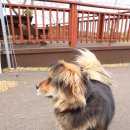 비자낭달집 이미지