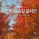 홍지마을 | 지금 남산하늘숲길 안 가면 1년 내내 후회해요, 이번 주말이 &#39;마지막&#39; 기회인 이유