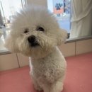 애견미용실 이미지