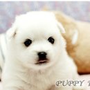 이쁜 강아지 이미지