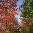 경상남도 수목원 이미지