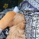 천안 강아지분양 고양이분양 파라다이스펫본점 이미지