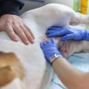 온동물의료센터 이미지