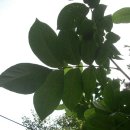 호두나무의 잎은 몇개일까요? 이미지