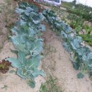 경자네 농장 이미지