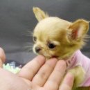 예쁜강쥐 이미지