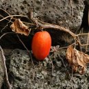 하늘타리 이미지