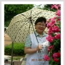 장미꽃길 1 이미지