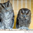 비슬리조트 이미지