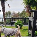 여울애견 이미지