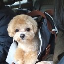 스마일댕 이미지