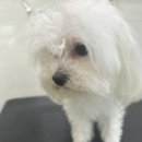 멍헤어 애견미용실 이미지