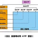 2.물질의 대사 - 4. 호 흡-(3) 에너지의 생성 이미지