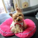 꽃개 하우스 이미지