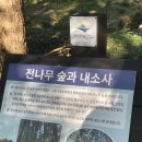 느티나무 할아버지 | 부안여행 부모님 모시고 가볼만한 곳 내소사 방문후기