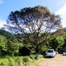 느티나무 이미지