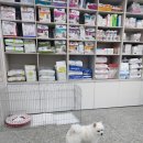 닥터강동물병원 이미지