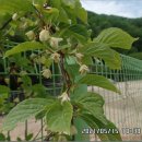 평화3리 이미지
