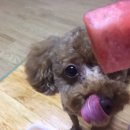 개똥이와냐옹이