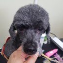 멍이올래 이미지