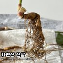 자연산 산삼 | 살아 생전 귀한 식재료를 먹어본 찐 맛 후기