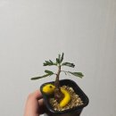 젝게코 앤 쥬 네이버블로그
