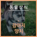 철원동물병원