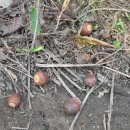 백룡사석조여래좌상 이미지