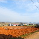 매화농장 이미지