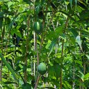 하늘타리 이미지