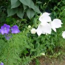 주천강강변자연휴양림 이미지