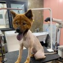 마이핫독 이미지