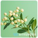 충주현대요양병원 | 충주 미슬토 주사 병원 선택, 암세포 억제와 면역 복구의 핵심입니다